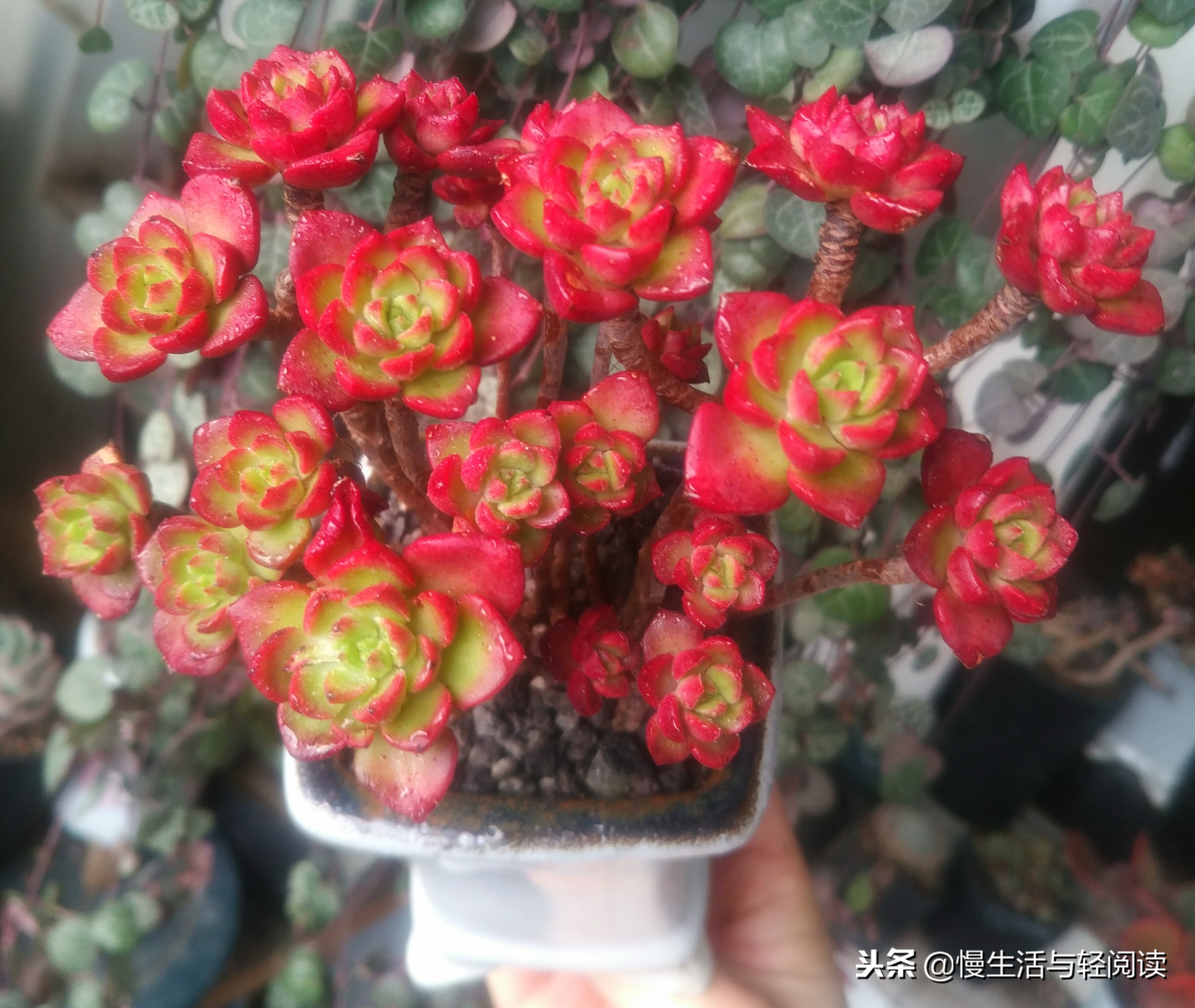 《慢生活·轻阅读》1480期