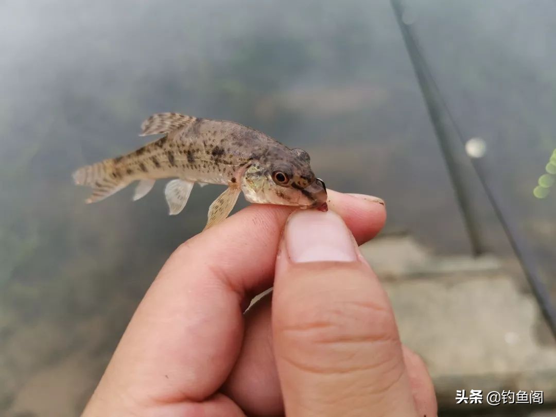 学习钓技需要注意哪些问题,怎么提升自己的钓技