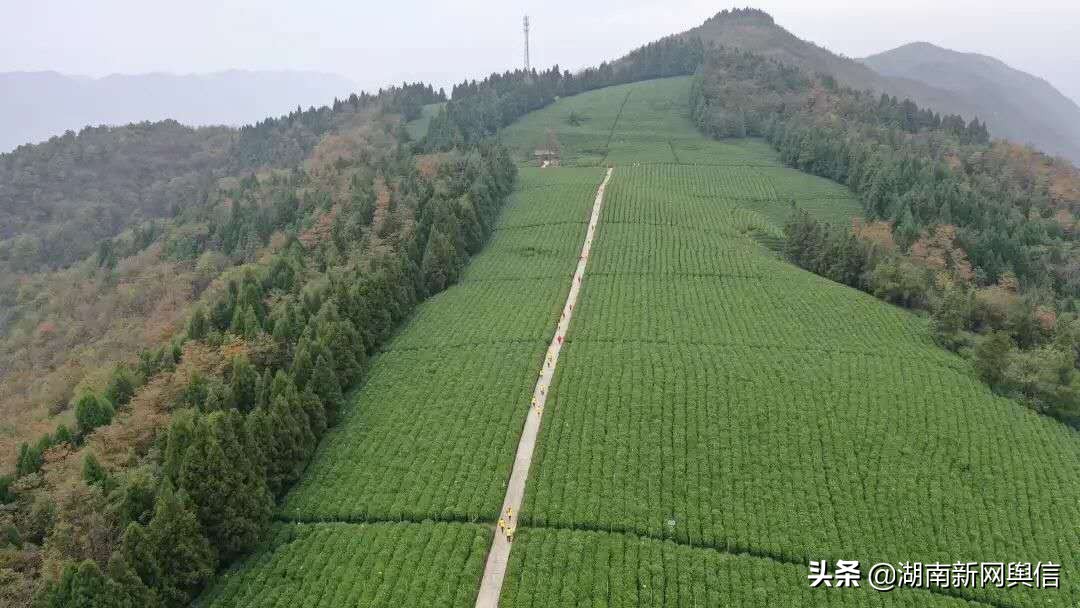 300余名骑行运动员齐聚,石门千人橙跑大赛