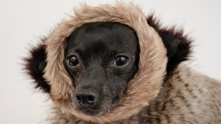 打狗针对身体以后有什么影响,打狗会有报应吗