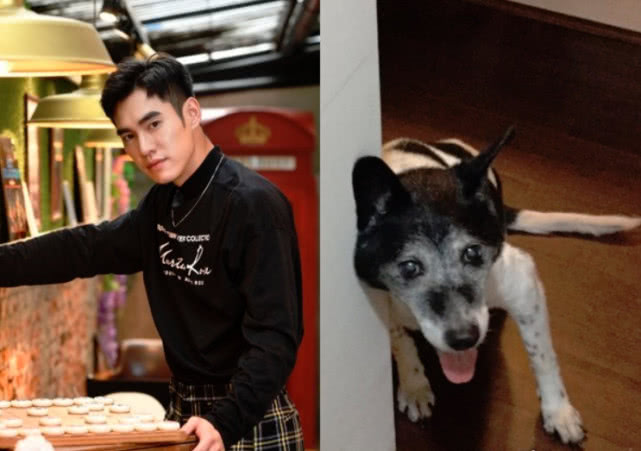 16年爱犬去世听到他名字才闭眼,张书豪爆哭:投胎再当我小孩!