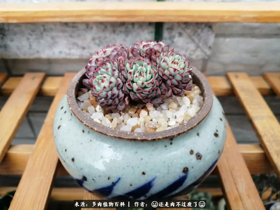 日照弘一法师,日照法师请师父