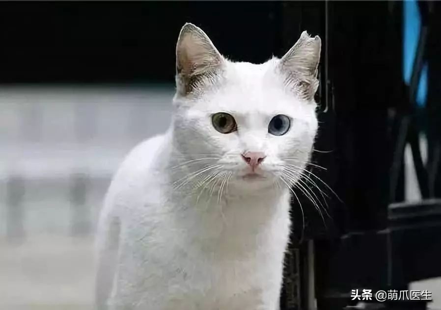 物业给小区流浪猫绝育视频,业主凑20万给流浪猫绝育