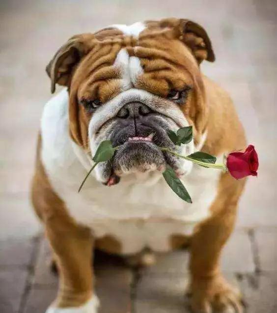 各国猛犬品种排名,各国品种猛犬