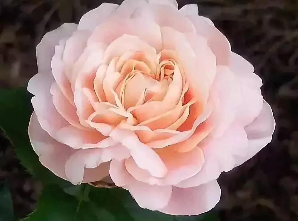 那些天价的植物,十大最值钱的植物