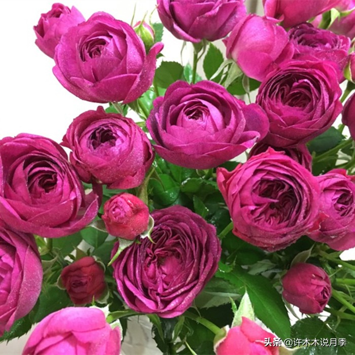 月季叶子掉光变成光杆了怎么回事？用这几招让你的月季满血复活