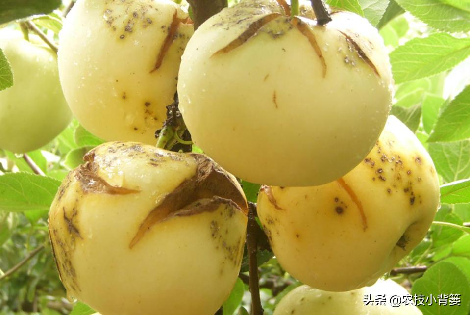 钙肥用了可不少，为啥作物补钙效果差？果实为啥还会裂口和烂果？