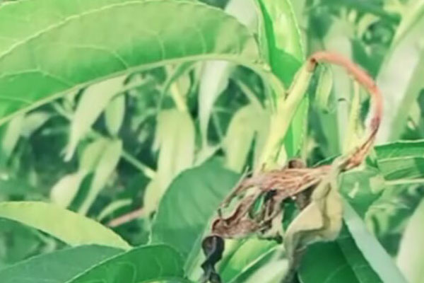 桃的果实内部有很多虫粪，多是被桃小食心虫为害了，得好好防治了