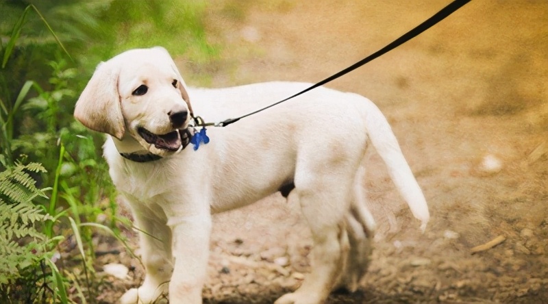 遛狗拉不住怎么办?遛狗时如何避免狗遛人和撒手没?