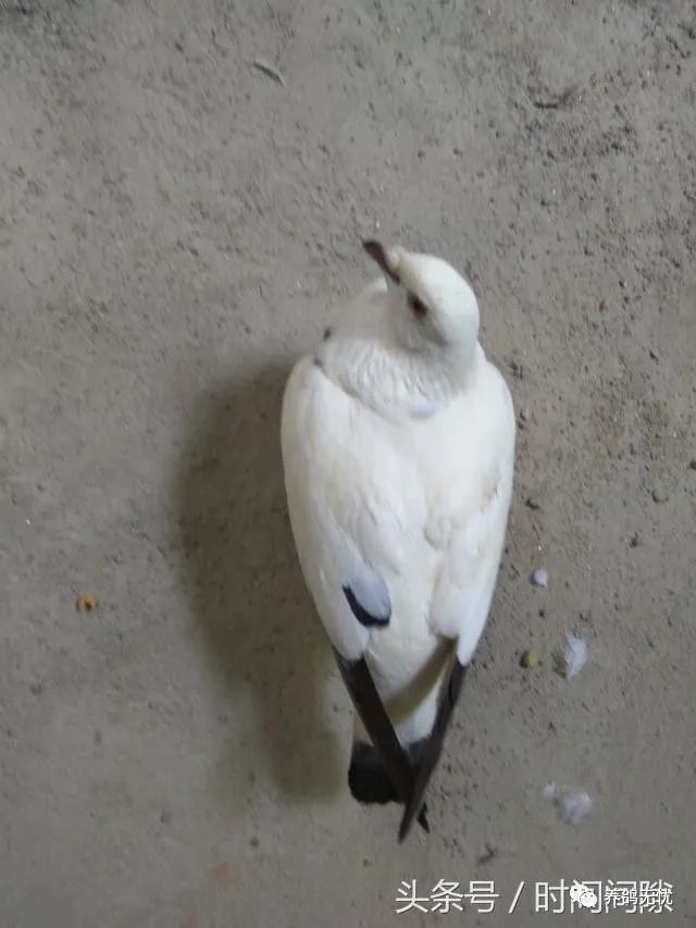 鸽子拉绿便，分清病因再治疗