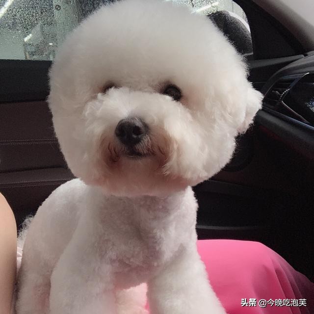 比熊狗狗的泪痕怎么消除,比熊狗狗去泪痕药