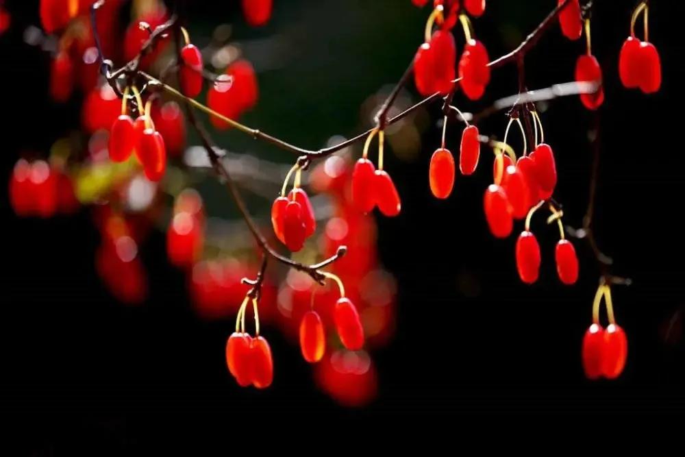 辣椒酱为什么没香了,辣椒酱为什么有生辣椒的味道