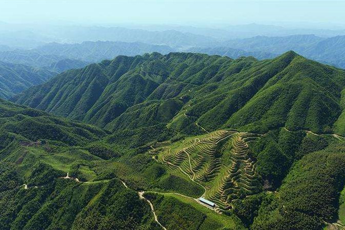 白沙溪黑茶和中茶黑茶,十年黑茶好还是五年黑茶好