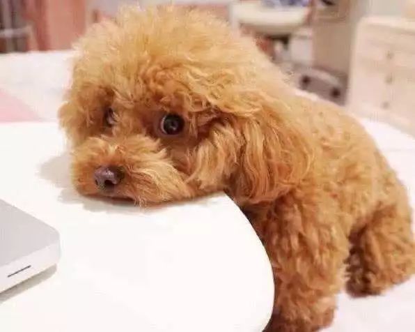 狗狗后腿外八字是怎么回事,狗狗后腿外八字