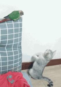 “哎……我怎么有点晕啊?”哈哈哈哈哈让人笑岔气的45个搞笑动图