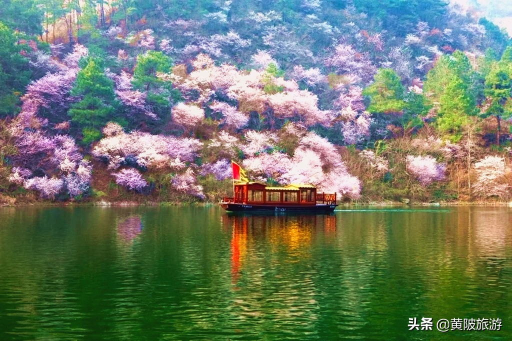 清凉寨樱花最佳赏花时间,清凉寨中华樱花