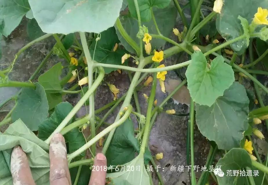 四川适合种植哈密瓜甜瓜品种,甜瓜种植技术新疆哈密瓜