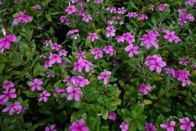 看到花的时候，不知是什么花？那就收下这份百花图谱