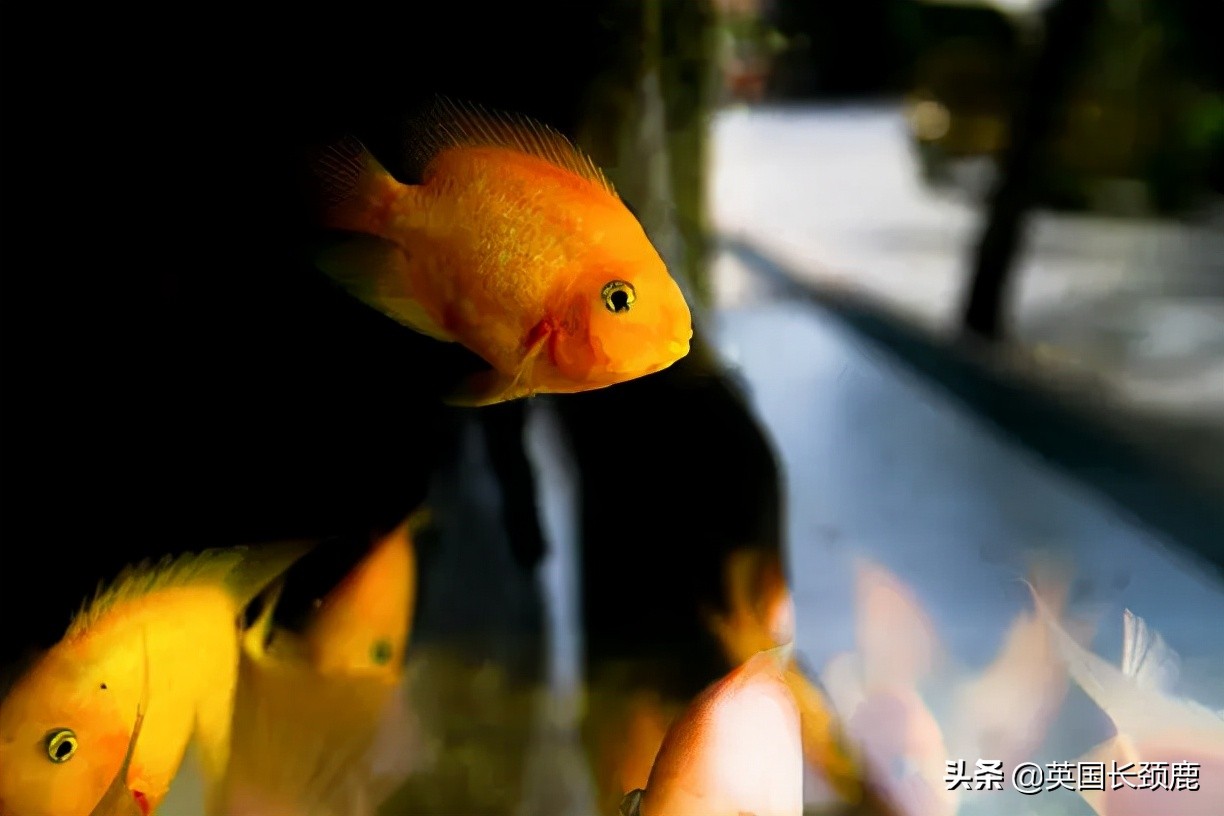 羊驼忧郁症,羊驼抑郁症治疗