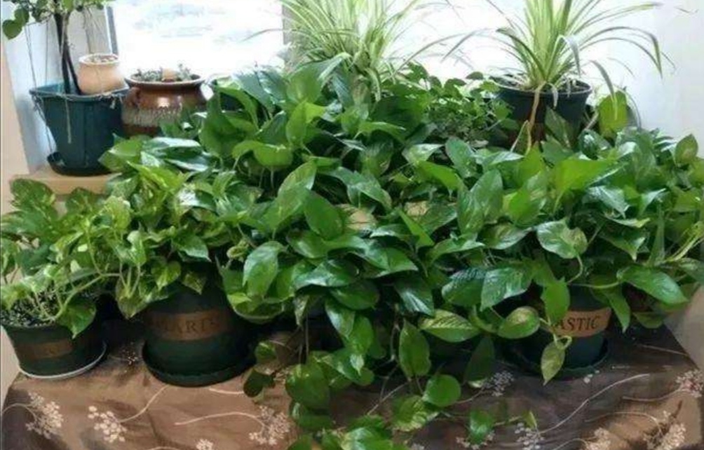 给家里的花草上什么肥料好,给花草浇水用什么水