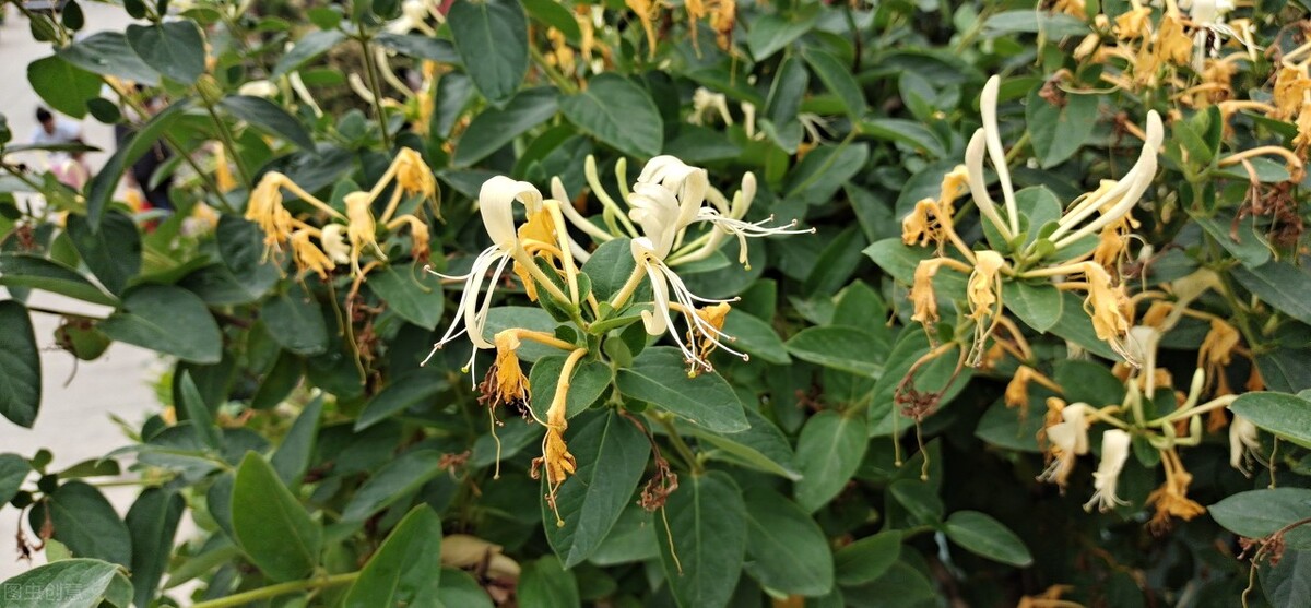 100种常见园林图鉴,列举20类不同的园林花卉