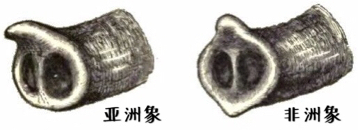 小学问|集合啦!麦粒鸟教你搞对「象」啦!