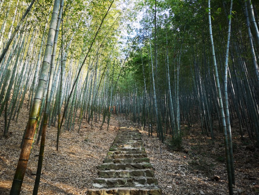 宜兴竹海游和龙背山森林公园游记