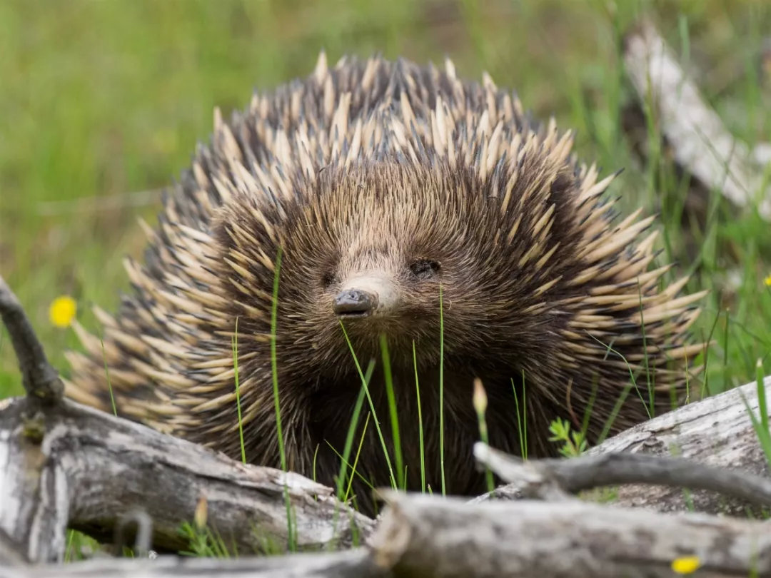 有袋动物为什么都在澳大利亚,有袋动物小科普