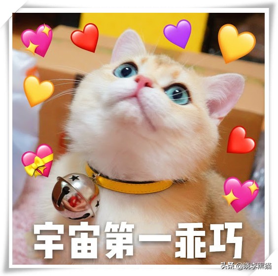 “情商”180，一只“社会”的小猫咪是怎么样炼成的？今天来教你