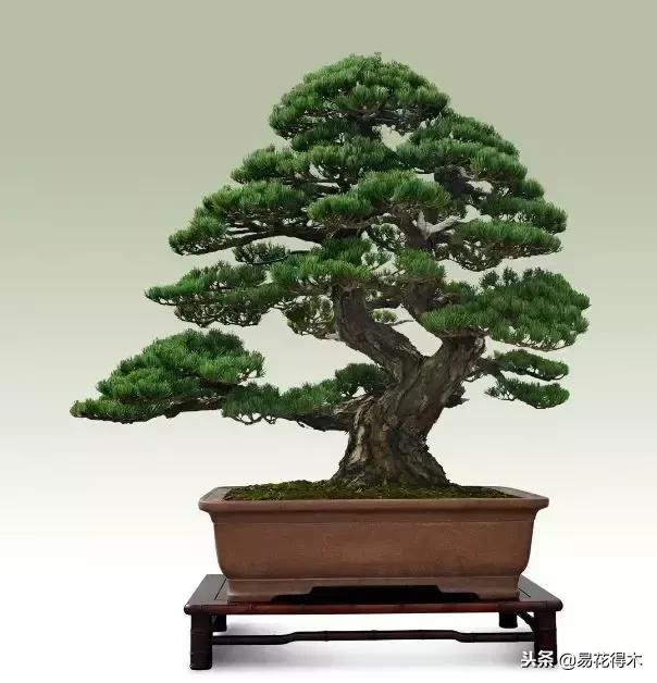 鬼斧神工的侧柏盆景图,鬼斧神工盆景效果图