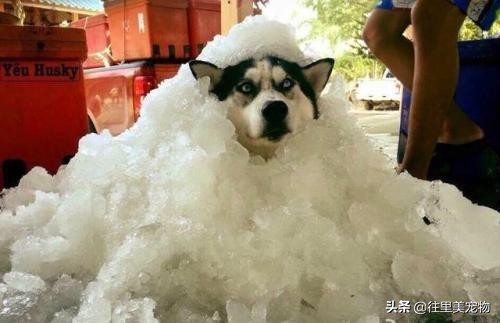 因为主人的疏忽狗狗死了,因为自己的疏忽狗狗死于车祸