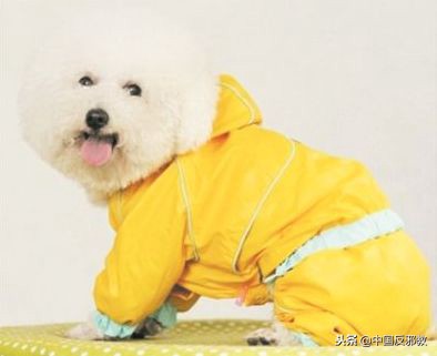 为了能和中国人一起干这事儿，老外们绞尽脑汁甚至组团去白宫*愿请**！