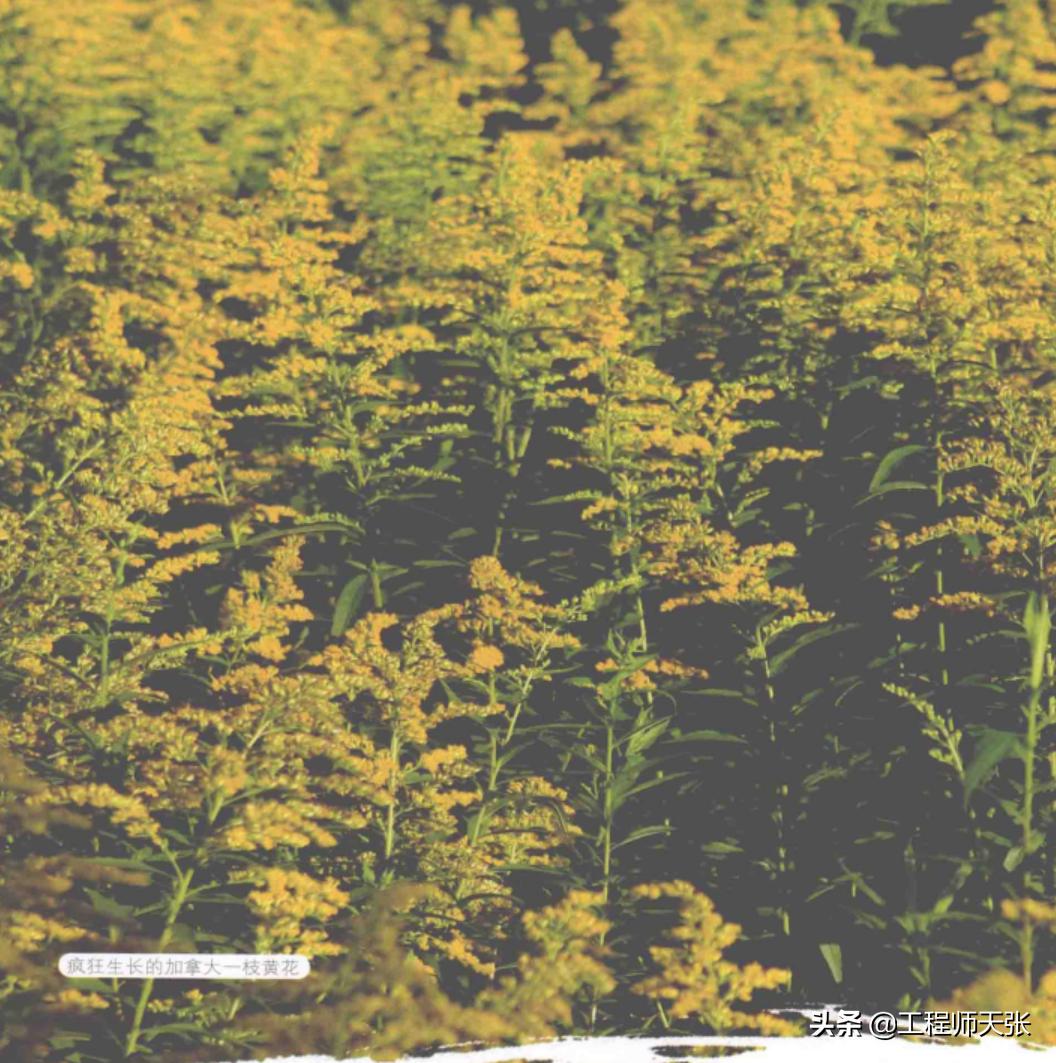 加拿大一枝黄花霸王花,加拿大一枝黄花怎么入侵了