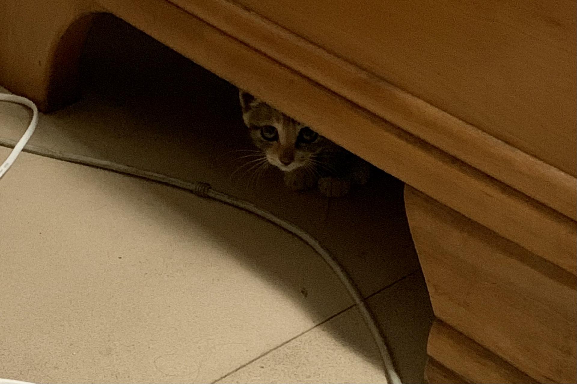 “平价款”：一个打工人生活中的小确幸