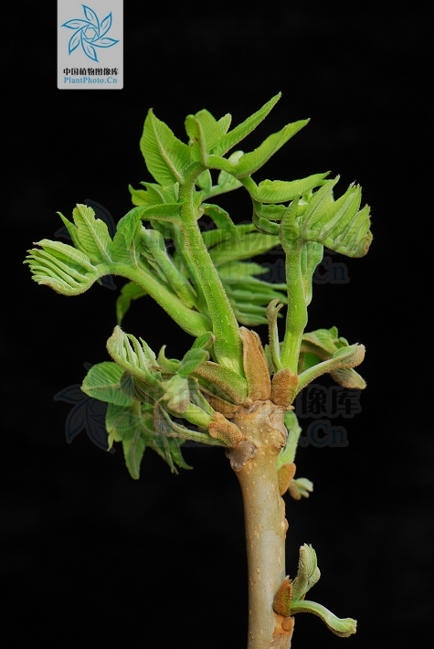 北方常见的楸花类树种,北方常用绿化植物