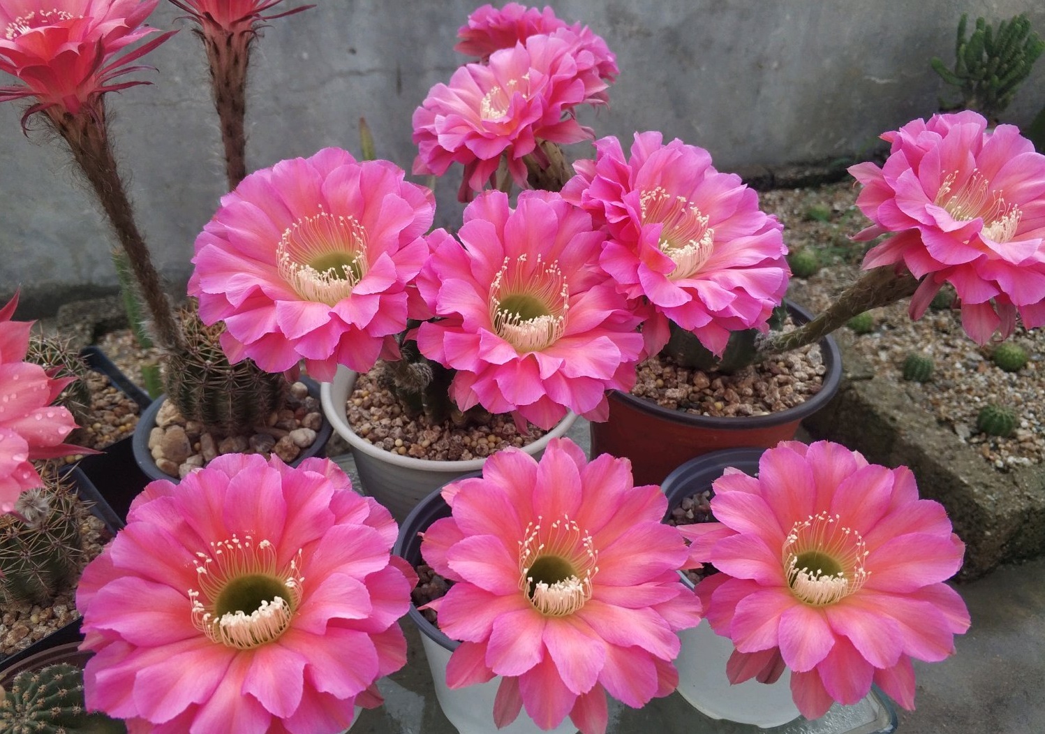 八种会开花的仙人球，每年花开好几次，美丽又好养，新手也能种