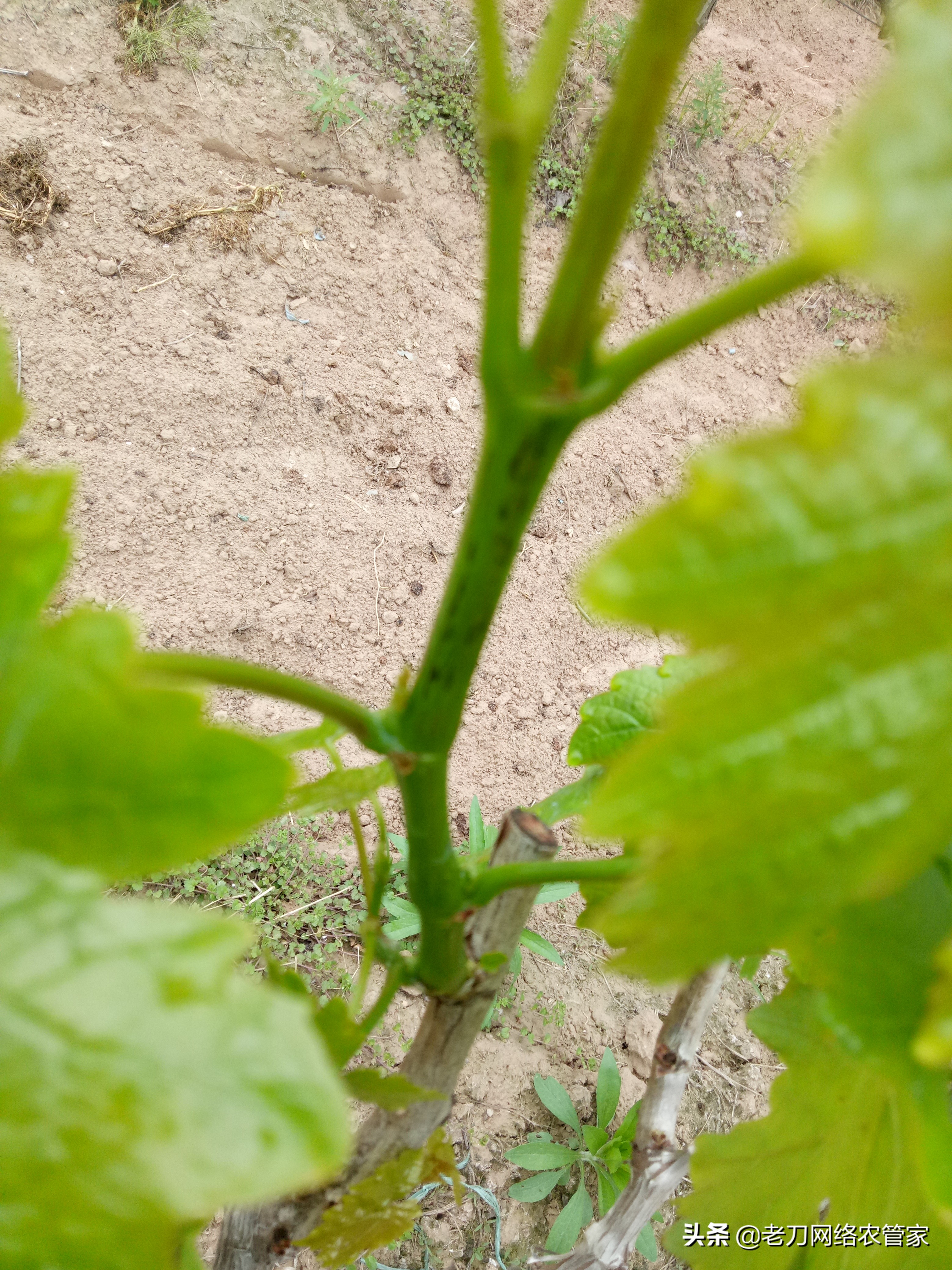 连续阴雨天红提葡萄要如何管理,高温天气葡萄果粒发蔫正常吗