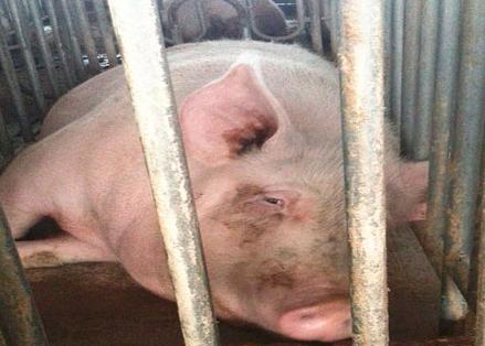 猪疥螨病又称疥癞怎么治疗,猪疥螨引起的皮炎的图片