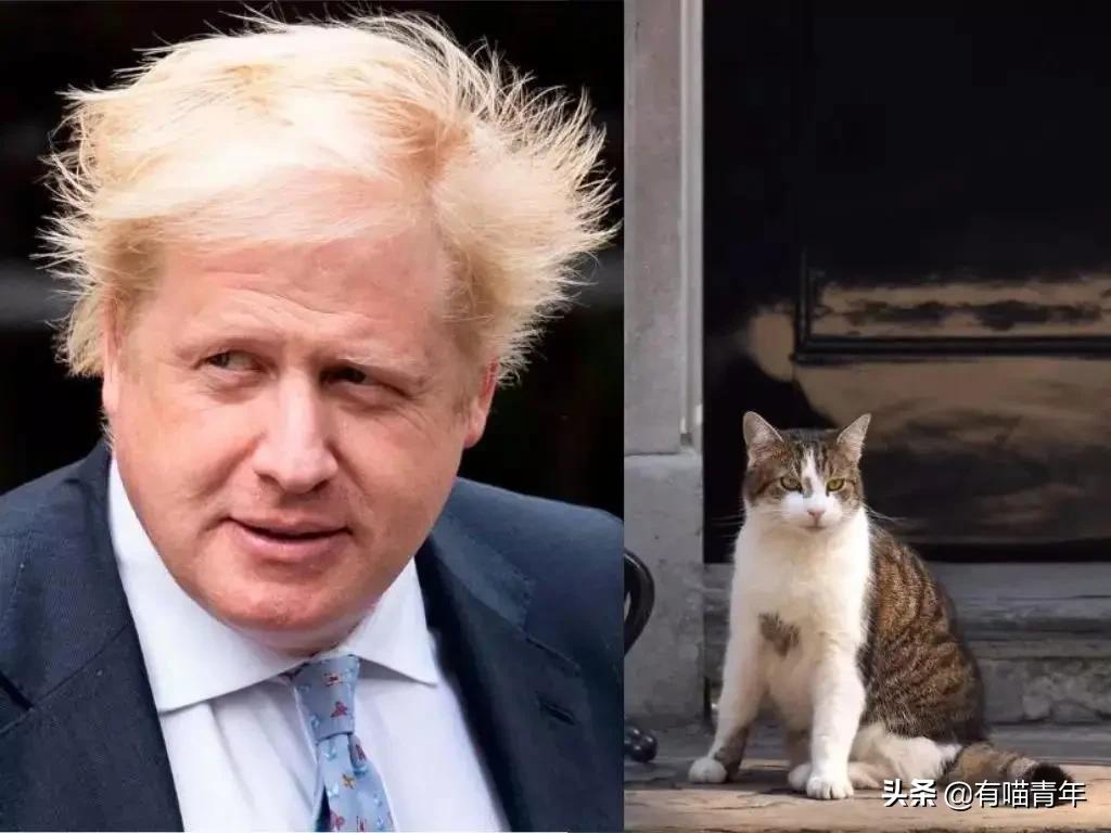 英国第一御猫,英国第一猫拉里视频