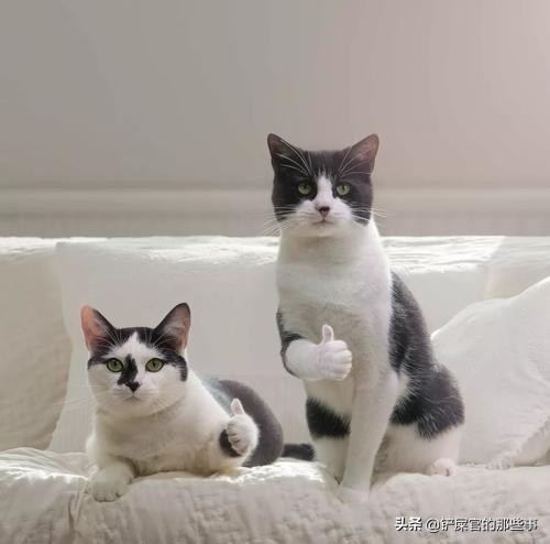 猫咪来大姨妈,猫咪来大姨妈是什么颜色