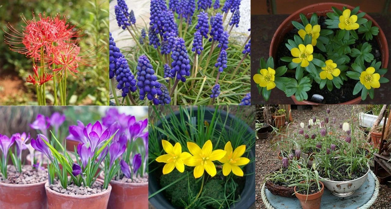 100种耐寒花卉盆栽,10种超好养又好看的花