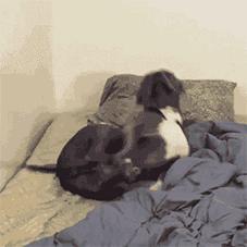 又到发情高峰期，主人忽视这些护理，小心疾病找上狗狗