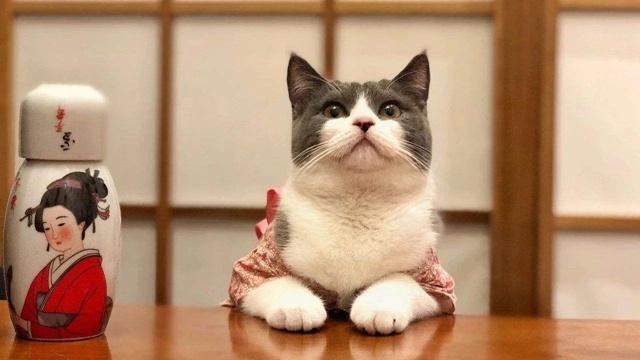 日本猫咪咖啡列车,日本火车站猫咪