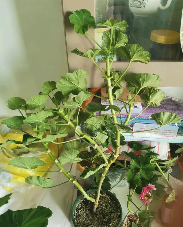 夏天种花不浇水的小窍门,哪十种花夏季少浇水