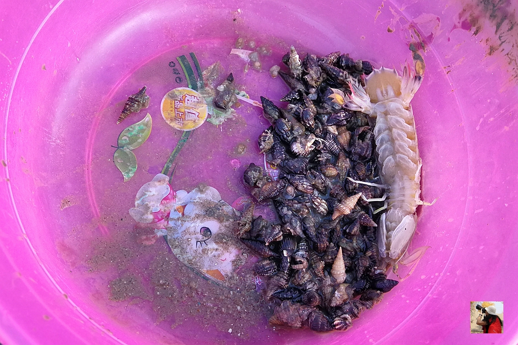 大连游玩抓螃蟹,小众海边亲子游赶海抓螃蟹