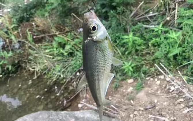 初学路亚应该准备哪些钓具,初学者路亚用什么钓具好