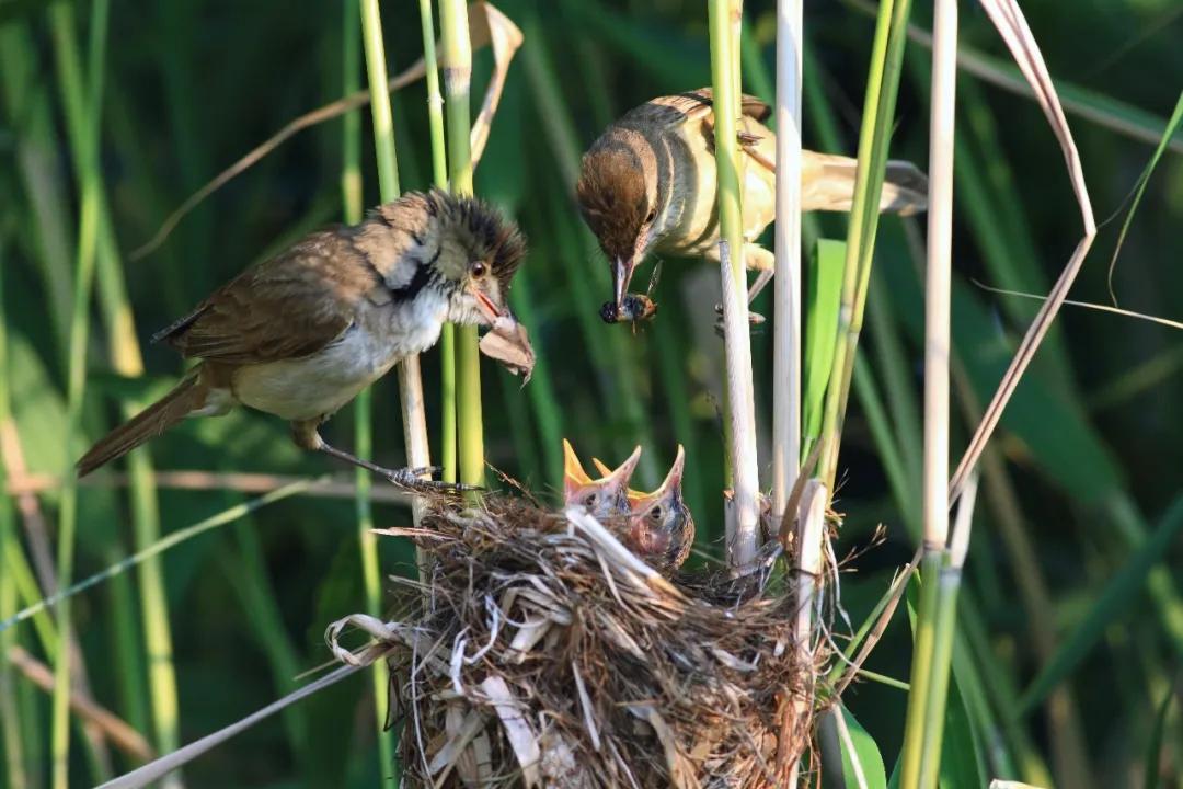 「992|动听河北」这片湖被称作“东亚蓝宝石”，竟是禹王治水留下的“禹迹”