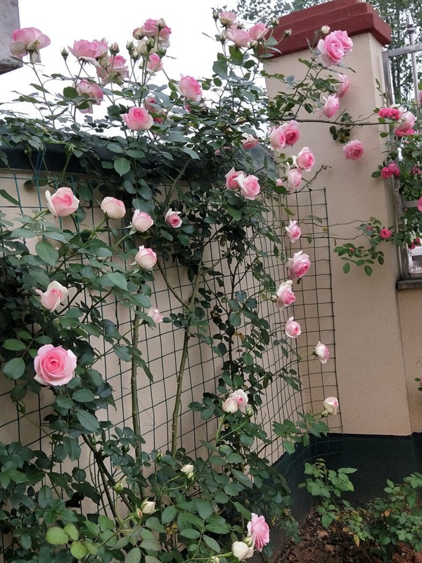 庭院小型藤本月季推荐,适合阴面阳台的3款藤本月季