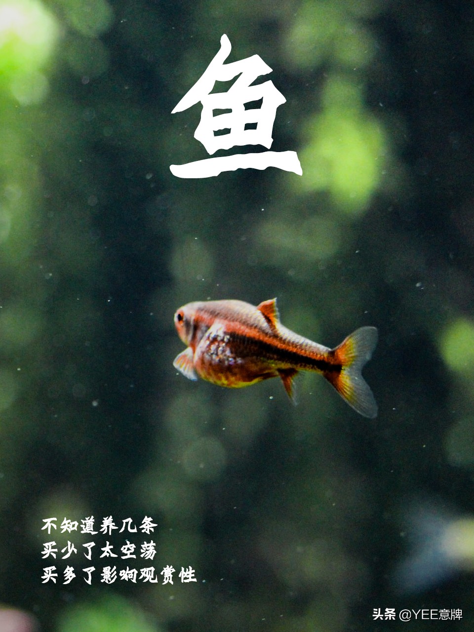 鱼缸里养4条鱼好不好,小鱼缸可以养多少条鱼