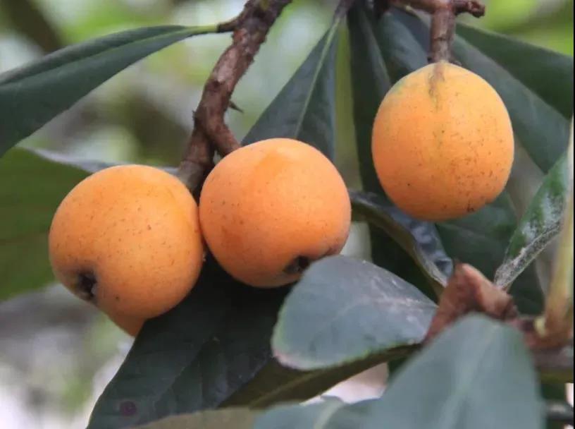 周末东山采枇杷采摘攻略已出,枇杷采摘攻略